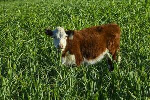 vee verhogen met natuurlijk weilanden in pampa platteland, la pampa provincie,patagonië, Argentinië. foto