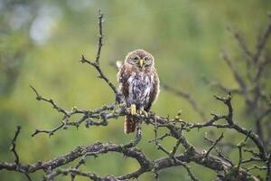 ijzerhoudend pygmee uil, glaucidium Braziliaans, calden Woud, la pampa provincie, Patagonië, Argentinië. foto