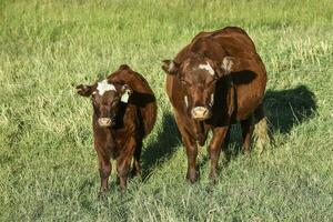 vee verhogen met natuurlijk weilanden in pampa platteland, la pampa provincie,patagonië, Argentinië. foto