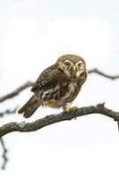 ijzerhoudend pygmee uil, glaucidium Braziliaans, calden Woud, la pampa provincie, Patagonië, Argentinië. foto