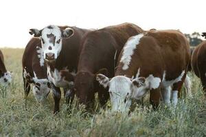 vee verhogen met natuurlijk weilanden in pampa platteland, la pampa provincie,patagonië, Argentinië. foto