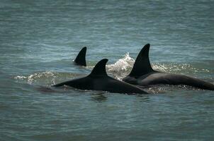 moordenaar walvis moeder en baby, schiereiland valdes ademen Aan de oppervlak, schiereiland valdes, Patagonië, Argentinië foto