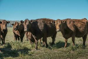 vee verhogen met natuurlijk weilanden in pampa platteland, la pampa provincie,patagonië, Argentinië. foto