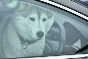 schor hond in auto foto