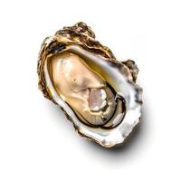 vers oesters geïsoleerd Aan wit achtergrond ai gegenereerd foto