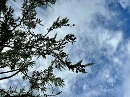 ceder boom takken tegen de blauw lucht. natuurlijk bomen en blauw lucht. kopiëren ruimte. foto