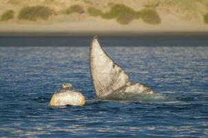 groot walvis jumping in de water foto