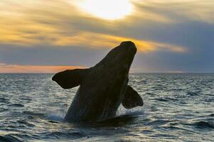 groot walvis jumping in de water foto