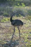 Rhea americana in de Argentijns pampa foto