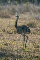 Rhea americana in de Argentijns pampa foto