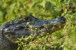 alligators in Argentijns natuur reserveren leefgebied foto