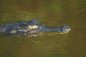 alligators in Argentijns natuur reserveren leefgebied foto