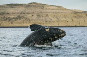 groot walvis jumping in de water foto