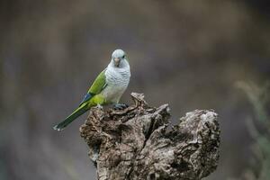 parkiet, voeren Aan wild fruit, la pampa, Patagonië, Argentinië foto