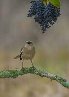 wit gestreept spotlijster, Patagonië, Argentinië foto