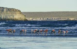 flamingo's kudde, Patagonië, Argentinië foto