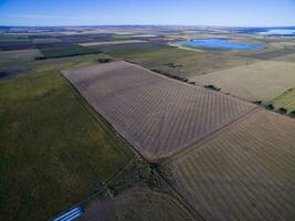 coutryside geplant met de direct zaaien methode, pampa's, argentinië foto