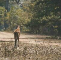 moeras hert, pantanal Brazilië foto