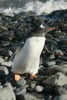 gentoo pinguïn, antartica foto