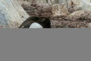 gentoo pinguïn Aan de strand, eten zijn kuiken, haven lockroy , goudier eiland, antartica foto