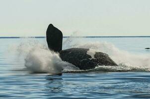 walvis jumping in schiereiland valdes,, Patagonië, Argentinië foto