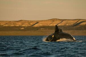 walvis jumping in schiereiland valdes,, Patagonië, Argentinië foto