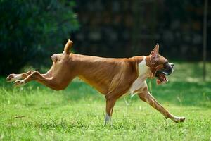 bokser hond loopt Aan groen gras zomer gazon buitenshuis park wandelen met volwassen huisdier, grappig schattig bokser hond foto