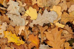 herfst bladeren, top visie foto