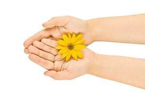 geel bloem in vrouw handpalmen, handen hygiëne en kunstmatig huidsverzorging concept, symbool van zuiver natuur foto