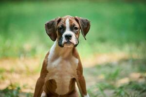 bokser hond puppy gezicht dichtbij omhoog Bij buitenshuis park wandelen, groen gras achtergrond, grappig schattig bokser hond gezicht foto