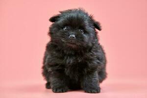 Pommeren spitz puppy op roze achtergrond foto