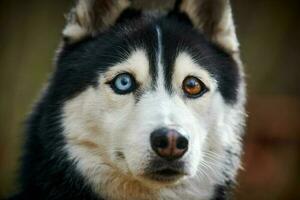 Siberisch schor hond met reusachtig ogen, grappig verrast schor hond met verward groot ogen, opgewonden hondje foto