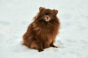 gelukkig pommeren spits hond Aan winter buitenshuis wandelen vol grootte portret schattig chocola spits foto