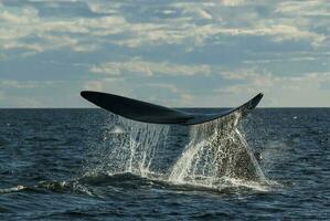 een walvis in de water foto