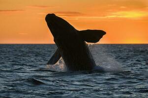 een walvis in de water foto