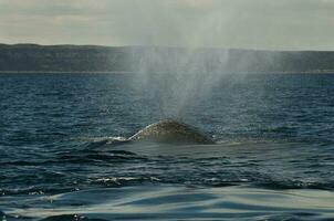 groot walvis jumping in de water foto