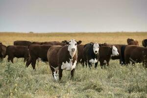 vee verhogen met natuurlijk weilanden in pampa platteland, la pampa provincie,patagonië, Argentinië. foto