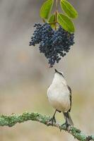 wit gestreept spotlijster, Patagonië, Argentinië foto