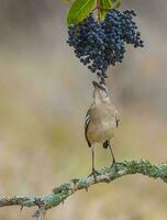 wit gestreept spotlijster, Patagonië, Argentinië foto