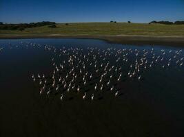 flamingo's in Patagonië, antenne uitzicht, argentinië foto