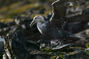 antartiek reusachtig stormvogel, hannah punt, livingston eiland, zuiden shetland , antraciet foto