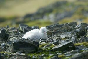 antartiek reusachtig stormvogel, hannah punt, livingston eiland, zuiden shetland , antraciet foto