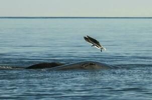 meeuw en walvis, schiereiland valdes,, Patagonië, Argentinië foto