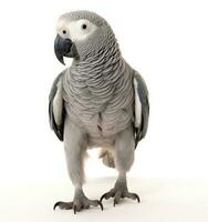 grijs papegaai geïsoleerd foto