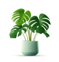 groene monstera plant in pot foto