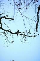 een vogel is neergestreken Aan een Afdeling zwart vogel Aan kaal boom gedurende dag boom silhouet foto