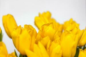 een boeket van vers geel tulpen Aan een wit geïsoleerd achtergrond. voorjaar bloemen in een vaas. de concept van voorjaar of vakantie, maart 8, Internationale vrouwen dag, foto