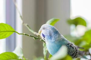 een mooi blauw parkiet zit zonder een kooi Aan een huis fabriek. tropisch vogelstand Bij huis. foto