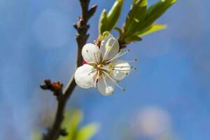 natuur in de lente. een Afdeling met wit voorjaar bloemen Aan de boom. een bloeiend boom. een bloeiend landschap achtergrond voor een ansichtkaart, banier, of poster. foto