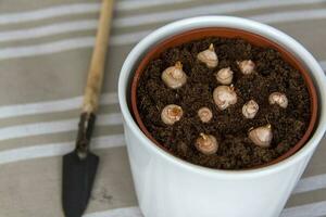 vers geplant bloem bollen in de grond in een pot. groeit Bij huis. foto